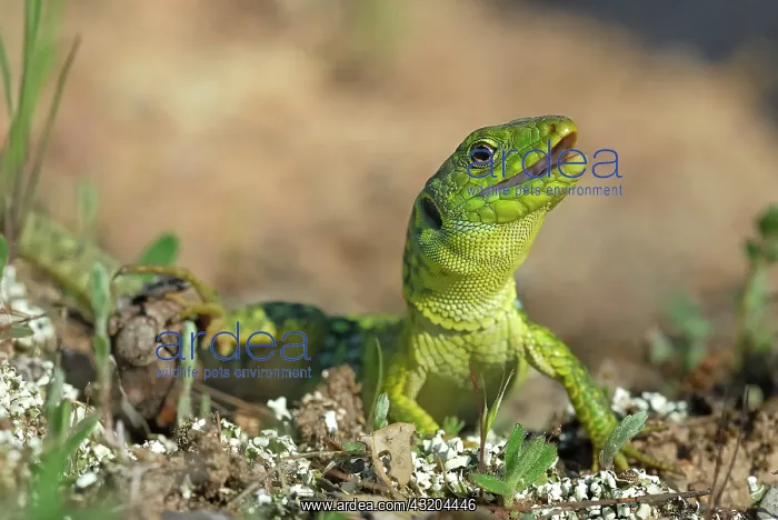 : Young Ocellated Lizard Maures Mountain France : Young Ocellated Lizard Maures Mountain France
