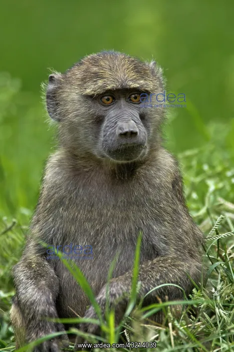 : Young Olive Baboon, Lake Nakuru National : Young Olive Baboon, Lake Nakuru National