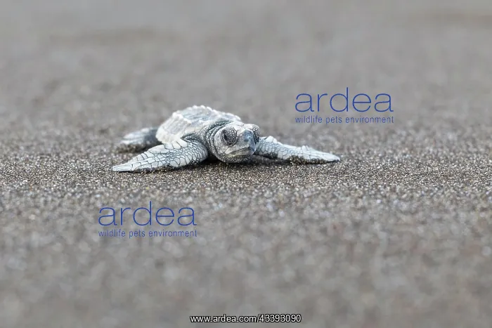 : Young olive ridley sea turtle (Lepidochelys olivacea) : Young olive ridley sea turtle (Lepidochelys olivacea)