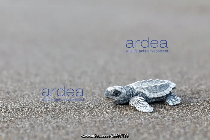 : Young olive ridley sea turtle (Lepidochelys olivacea) : Young olive ridley sea turtle (Lepidochelys olivacea)
