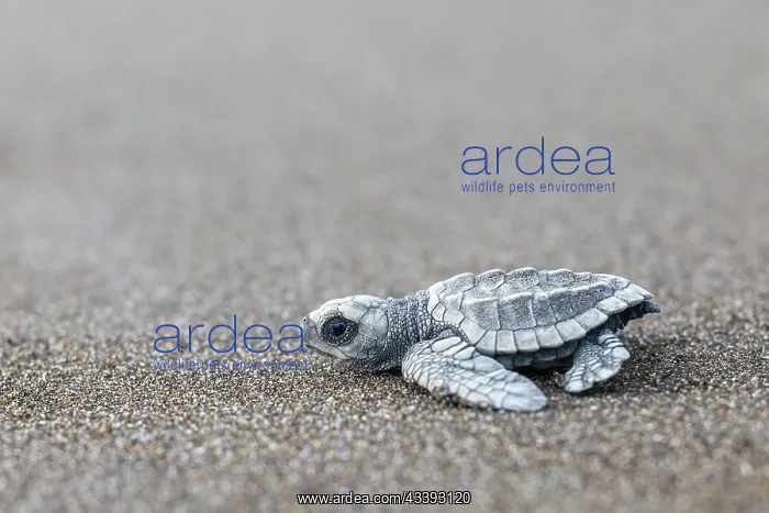 : Young olive ridley sea turtle (Lepidochelys olivacea) : Young olive ridley sea turtle (Lepidochelys olivacea)