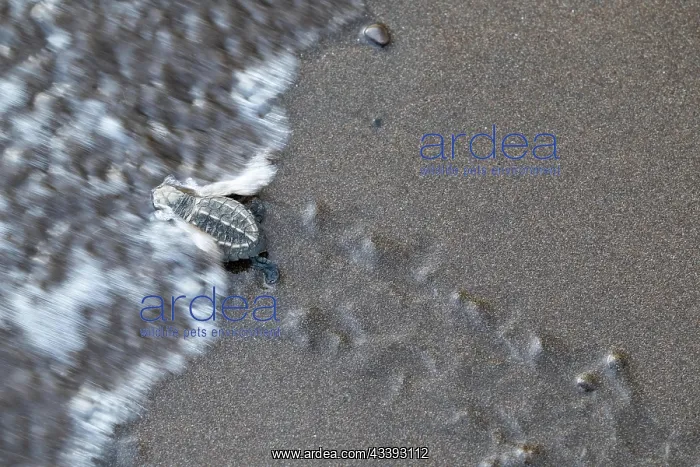 : Young olive ridley sea turtles (Lepidochelys olivacea) : Young olive ridley sea turtles (Lepidochelys olivacea)