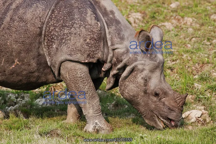 : Young One-horned Rhinoceros feeding, Kaziranga : Young One-horned Rhinoceros feeding, Kaziranga