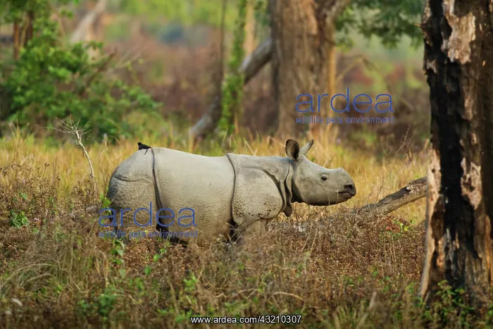 : Young One-horned Rhinoceros, Kaziranga National : Young One-horned Rhinoceros, Kaziranga National