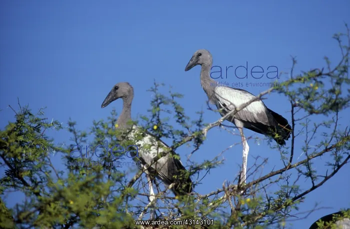 : Young Open-billed Storks : Young Open-billed Storks