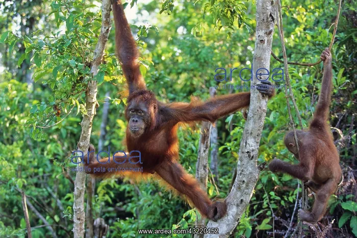 : Young Orang Utan (Pongo pygmaeus) in tree, Tanjung : Young Orang Utan (Pongo pygmaeus) in tree, Tanjung