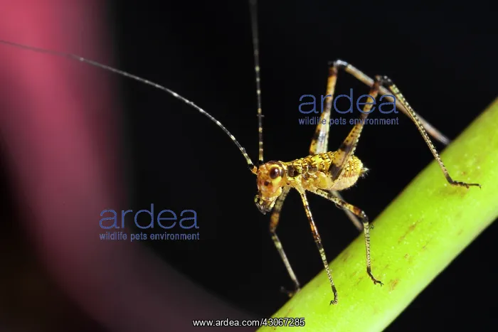 : Young Orthoptera on a stem, France : Young Orthoptera on a stem, France