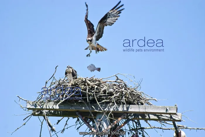 : Young Osprey Dropping Fish into Nest : Young Osprey Dropping Fish into Nest