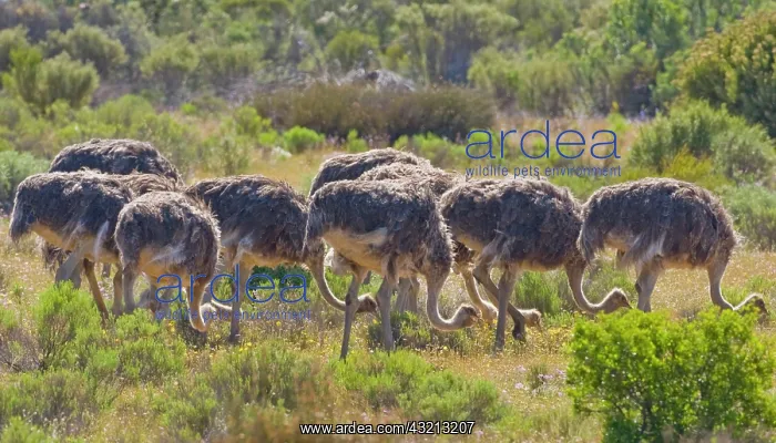 : Young ostriches at Bushman's Kloof in Western : Young ostriches at Bushman's Kloof in Western
