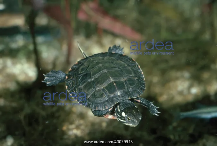 : Young Painted Turtle : Young Painted Turtle