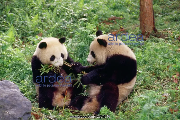 : Two Young PANDAS : Two Young PANDAS