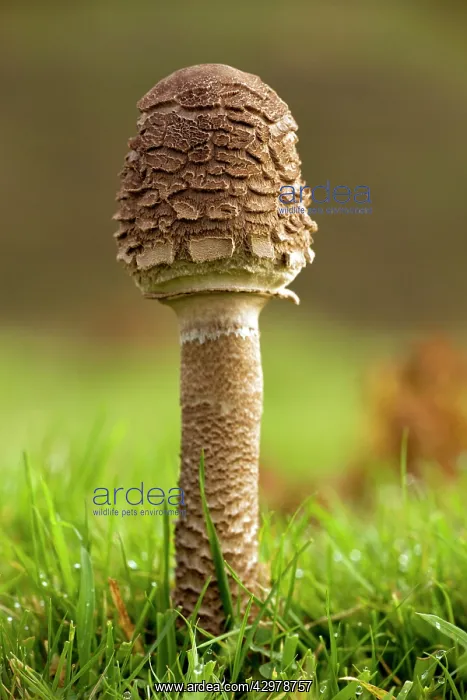 : Young Parasol - in acid grassland : Young Parasol - in acid grassland