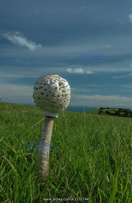 : Young Parasol, Macrolepiota procera, fungus grow : Young Parasol, Macrolepiota procera, fungus grow