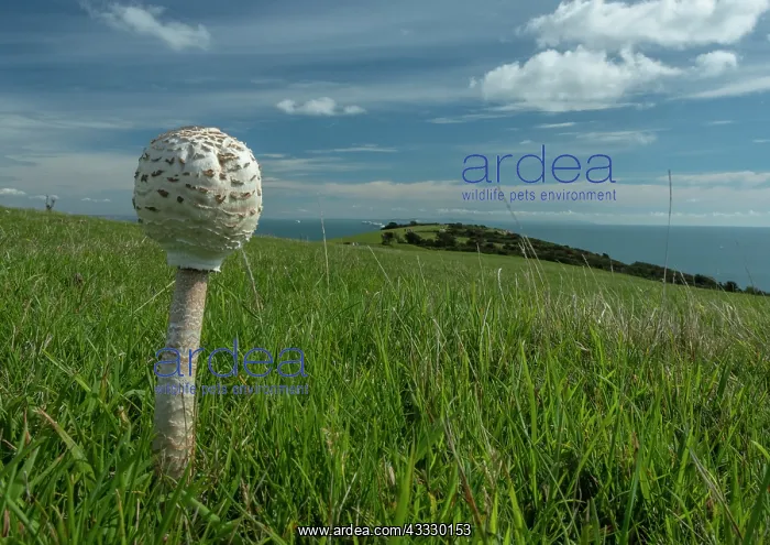 : Young Parasol, Macrolepiota procera, fungus grow : Young Parasol, Macrolepiota procera, fungus grow