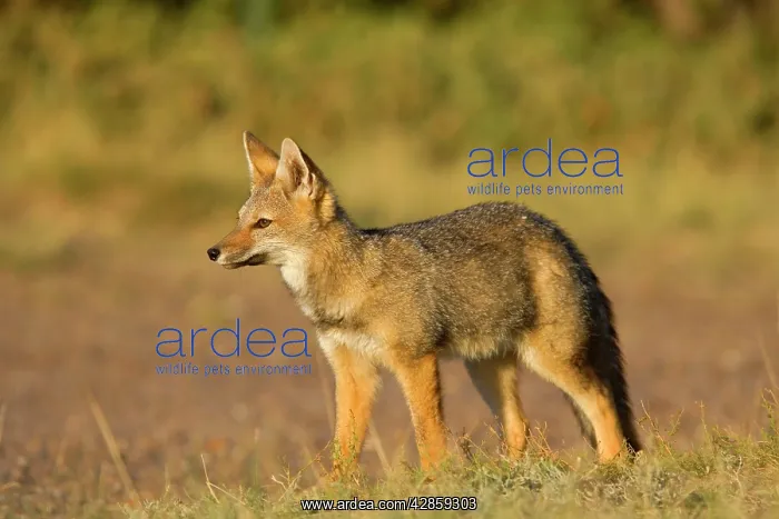 : Young Patagonian fox standing in pampa in late : Young Patagonian fox standing in pampa in late