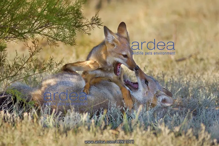 : Two young Patagonian foxes playing with each other : Two young Patagonian foxes playing with each other