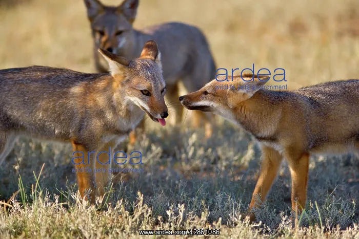 : Three young Patagonian foxes playing with each : Three young Patagonian foxes playing with each