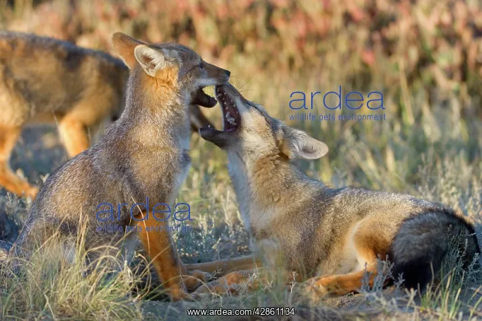 : Two young Patagonian foxes playing with each other : Two young Patagonian foxes playing with each other