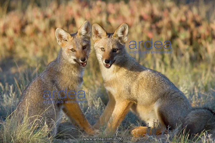 : Two young Patagonian foxes sitting side by side : Two young Patagonian foxes sitting side by side