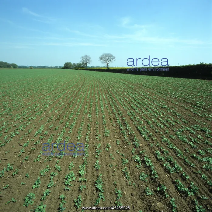 : Young pea crop : Young pea crop