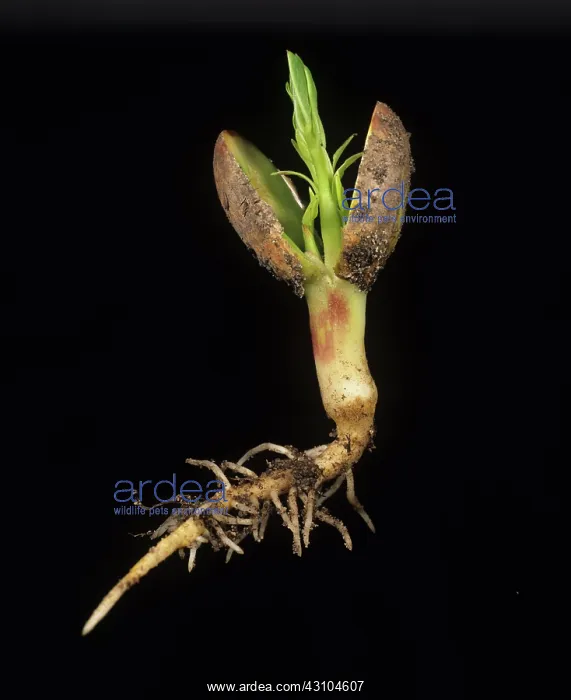 : Young peanut seedling : Young peanut seedling