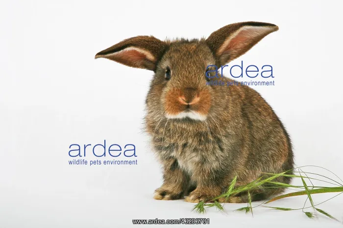 : Young pet rabbit : Young pet rabbit