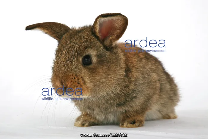 : Young pet rabbit : Young pet rabbit