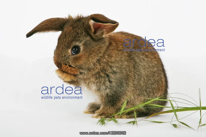: Young pet rabbit cleaning itself : Young pet rabbit cleaning itself