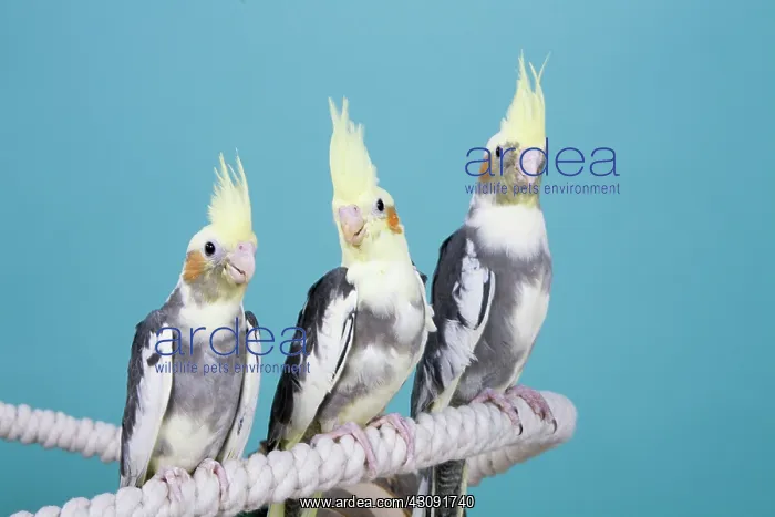 : Young Pied Cockatiels : Young Pied Cockatiels