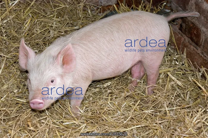  : Young Pig on straw bedding