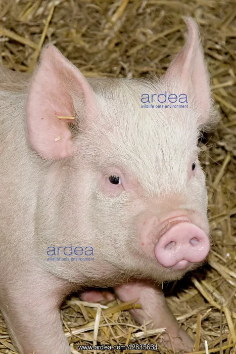  : Young Pig on straw bedding
