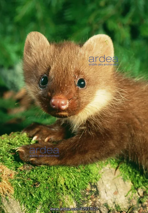 : Young Pine Marten - close-up on forest floor : Young Pine Marten - close-up on forest floor