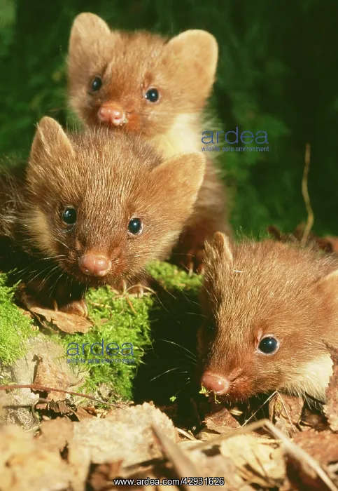 : Young Pine Martens - three play on forest floor : Young Pine Martens - three play on forest floor