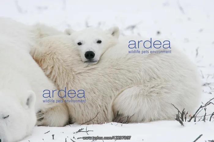 : Young polar bears (Ursus maritimus) huddling against : Young polar bears (Ursus maritimus) huddling against