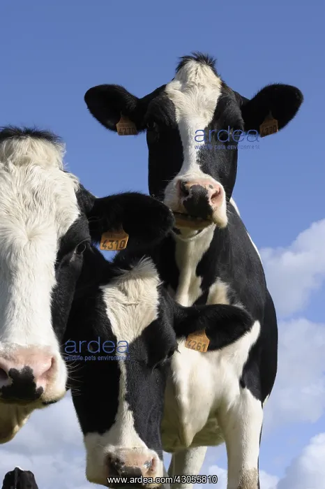 : Young Prim'Holstein Cows in a meadow Nord Pas-de-Calais : Young Prim'Holstein Cows in a meadow Nord Pas-de-Calais