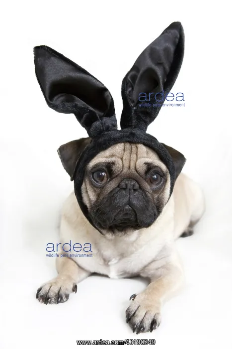: Young pug with black bunny ears : Young pug with black bunny ears