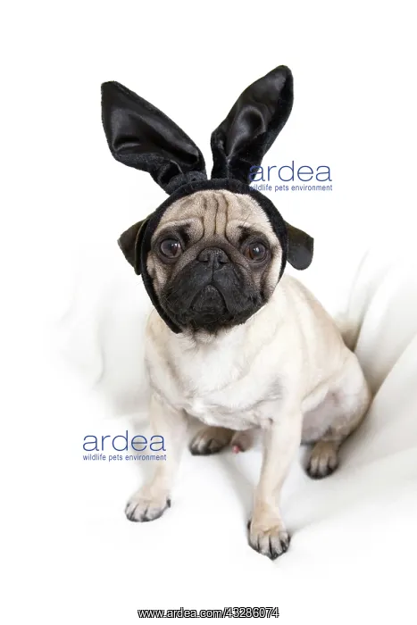 : Young pug with black bunny ears Junger Mops mit : Young pug with black bunny ears Junger Mops mit