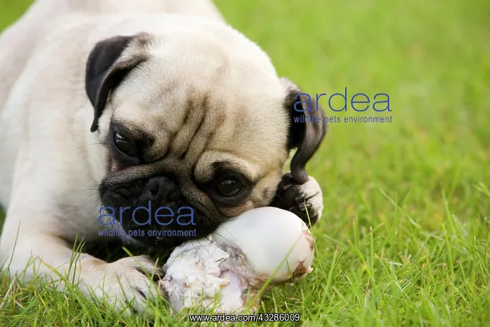 : Young pug in the grass pleasurably chewing a veal : Young pug in the grass pleasurably chewing a veal
