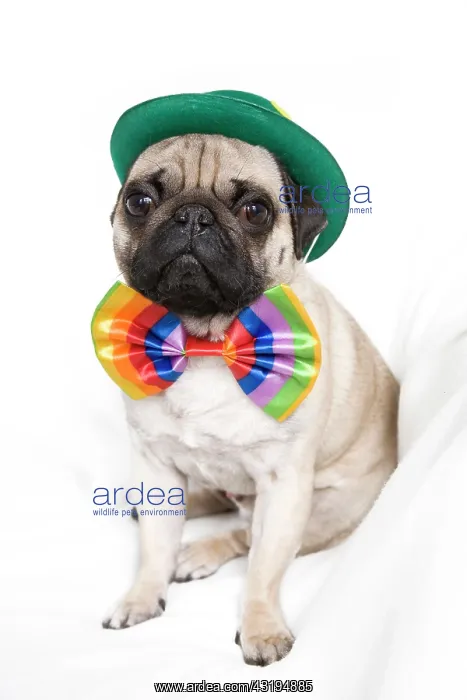 : Young pug with a green hat and a colorful bow tie : Young pug with a green hat and a colorful bow tie