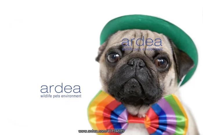 : Young pug with a green hat and a colorful bow tie : Young pug with a green hat and a colorful bow tie