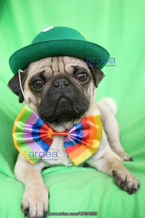 : Young pug with a green hat and a colorful bow tie : Young pug with a green hat and a colorful bow tie