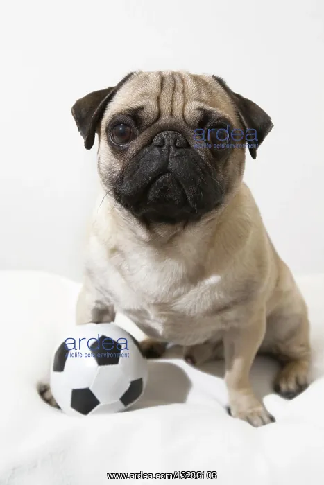 : A young pug with a little football between his paws : A young pug with a little football between his paws