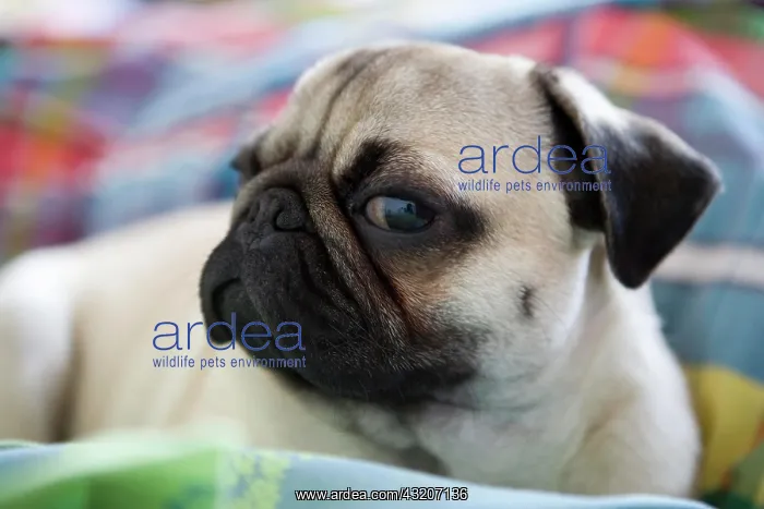: Young pug lying on a blanket : Young pug lying on a blanket