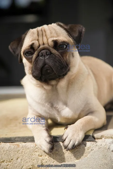 : Young pug lying on a step in the sun Ein junger : Young pug lying on a step in the sun Ein junger