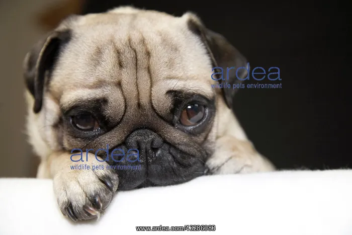 : Young pug, portrait Portrait eines jungen Mopses : Young pug, portrait Portrait eines jungen Mopses