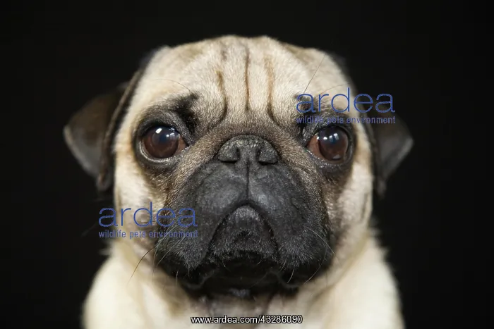 : Young pug, portrait Portrait eines jungen Mopses : Young pug, portrait Portrait eines jungen Mopses