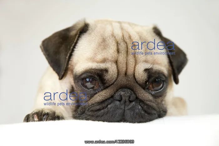 : Young pug, portrait Portrait eines jungen Mopses : Young pug, portrait Portrait eines jungen Mopses