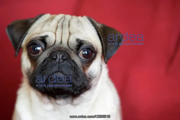 : Young pug in front of red backdrop, portrait Junger : Young pug in front of red backdrop, portrait Junger