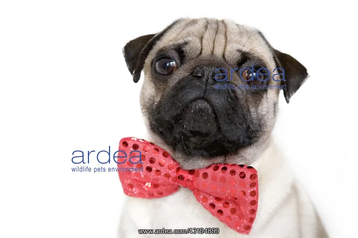 : Young pug with a red bow tie, portrait : Young pug with a red bow tie, portrait
