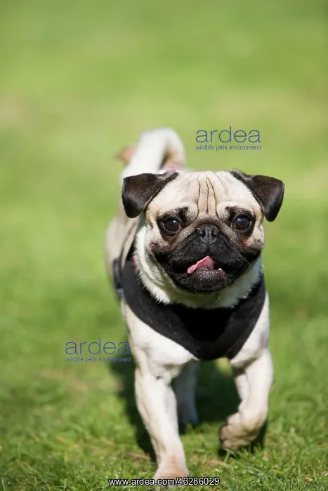 : Young pug running in a meadow Ein junger Mops l&, xe4;uft : Young pug running in a meadow Ein junger Mops l&, xe4;uft